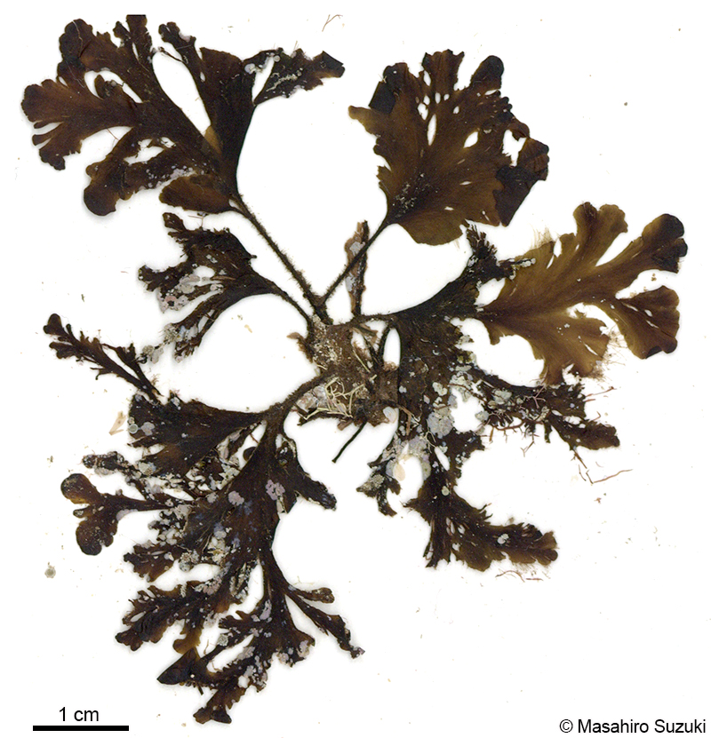 エツキシマオウギ Spatoglossum stipitatum